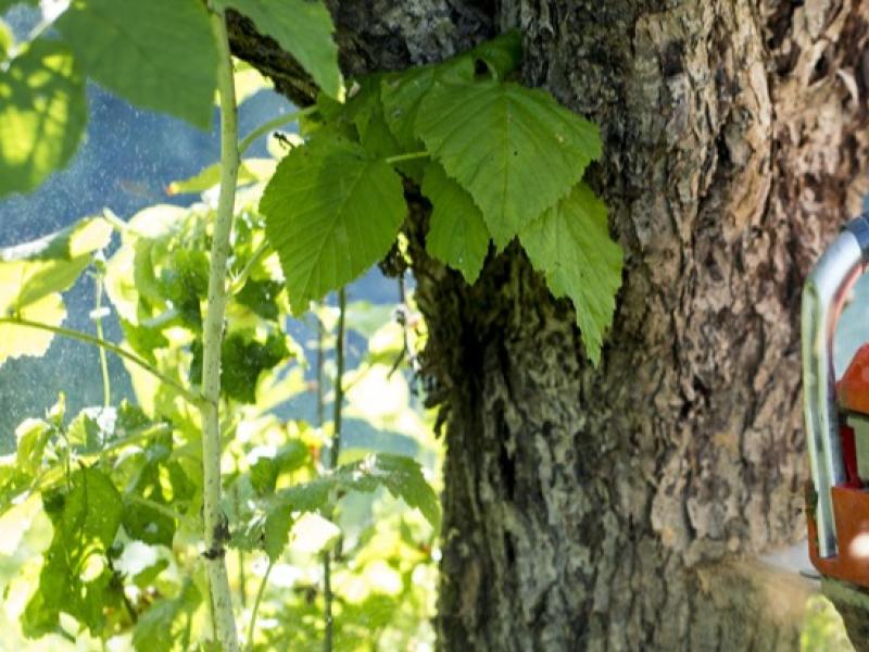 Réaliser l'étêtage d'un arbre