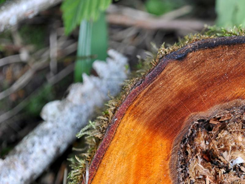 Abattage d’un arbre : tout ce que vous devez savoir