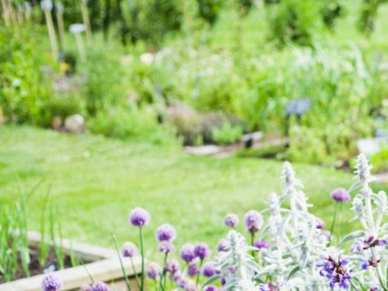 Cohabitation des légumes et des fruits : comment les associer astucieusement dans votre potager