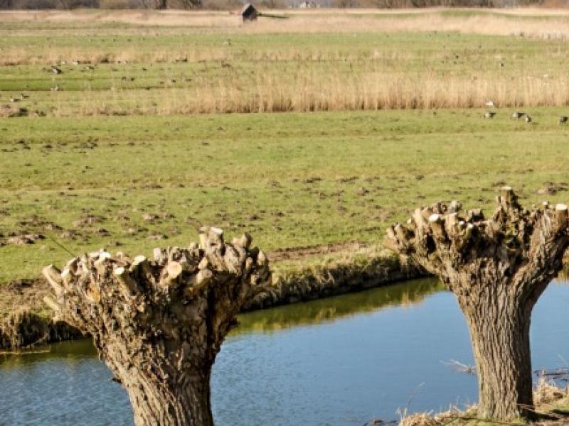 Taille d'arbres résineux