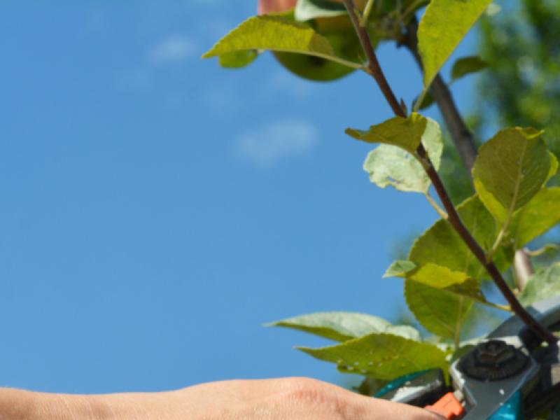 Comment tailler vos arbres fruitiers