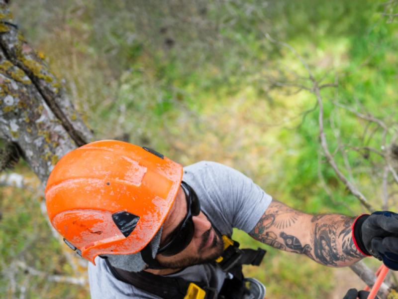 Comment choisir un élagueur autour de moi