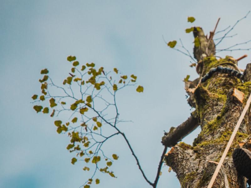 Prix élagage d’un arbre : tarifs, facteurs de coût et exemples réels