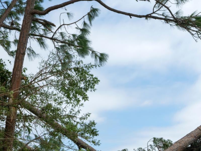 Élagage après tempête : qui appeler et comment se déroule l’intervention ?