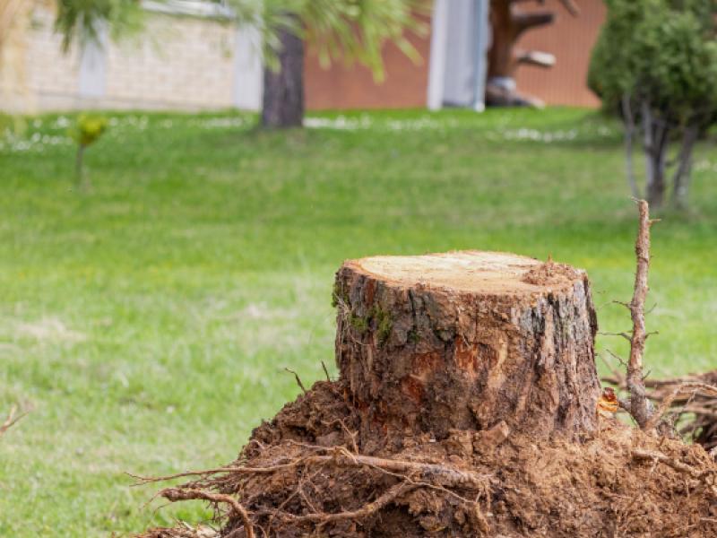 Abattage et dessouchage par un professionnel