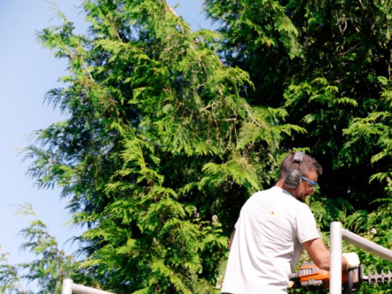 Interdiction de tailler les haies pour les particuliers : Comment faire ?