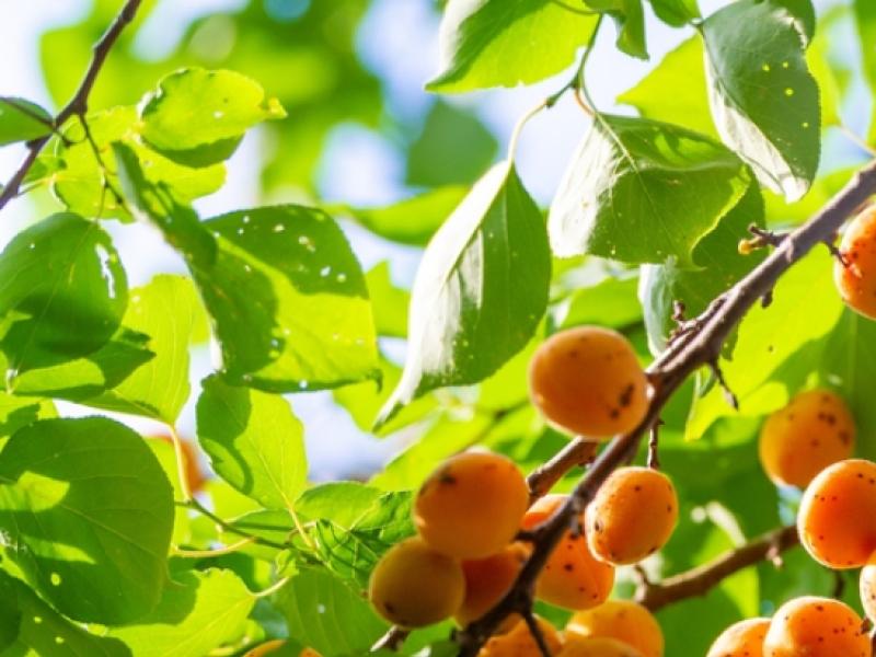 La taille des abricotiers