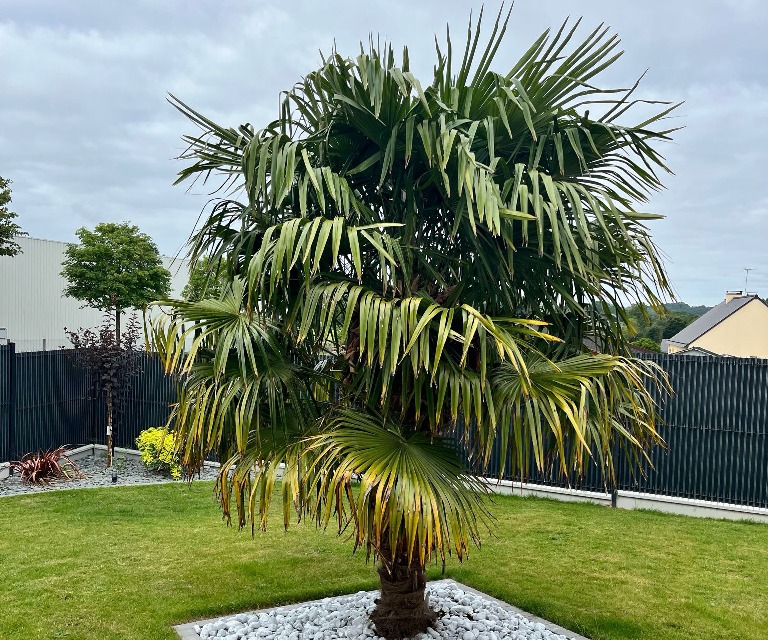 Plantation d'un arbre avec galets