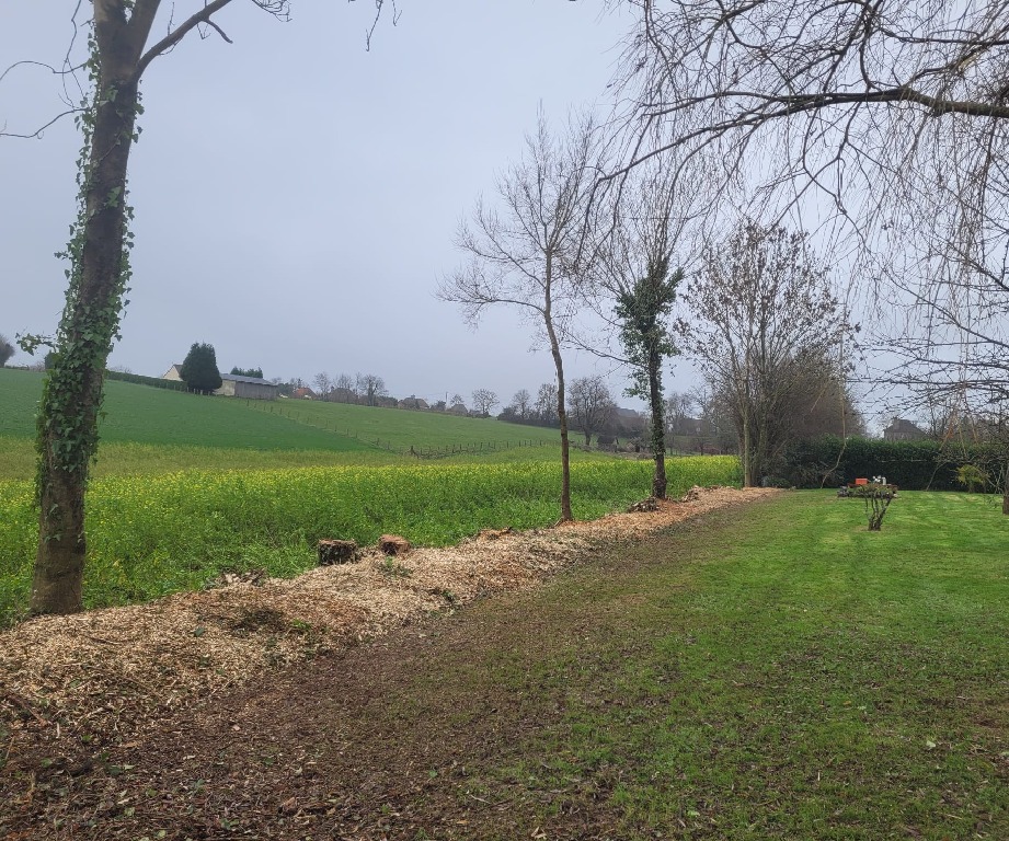Abattage d'arbres