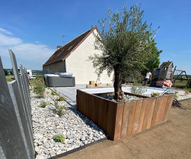 Plantation d'un olivier